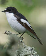 European Pied Flycatcher