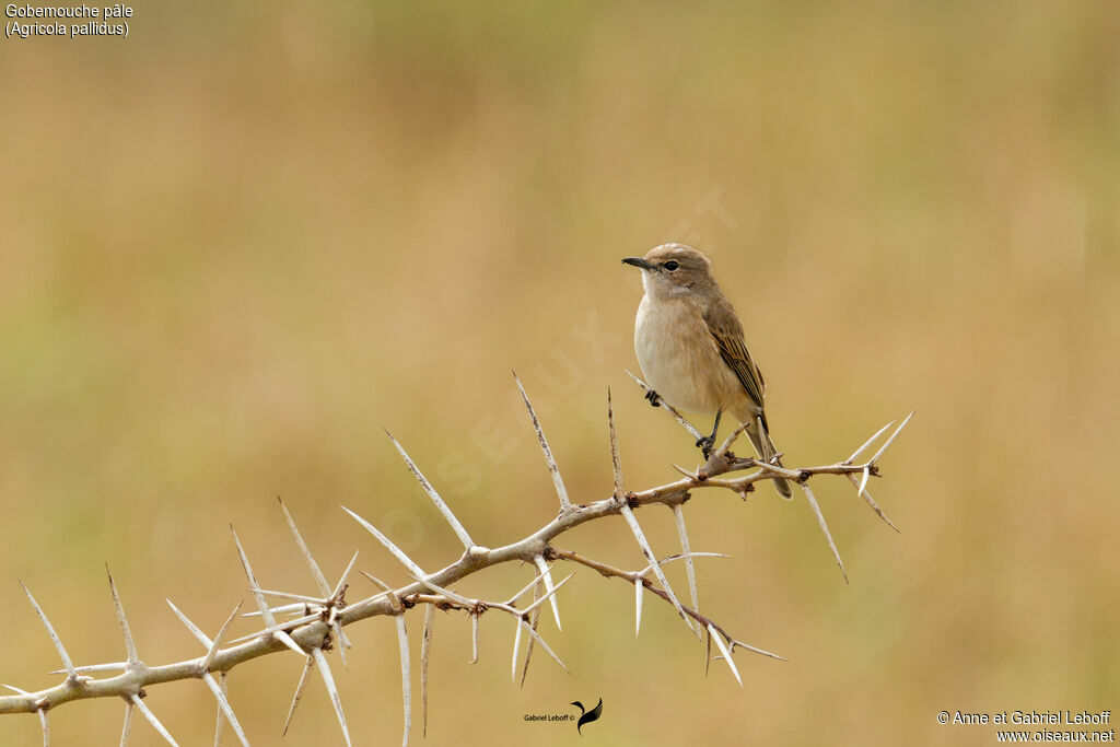 Pale Flycatcher