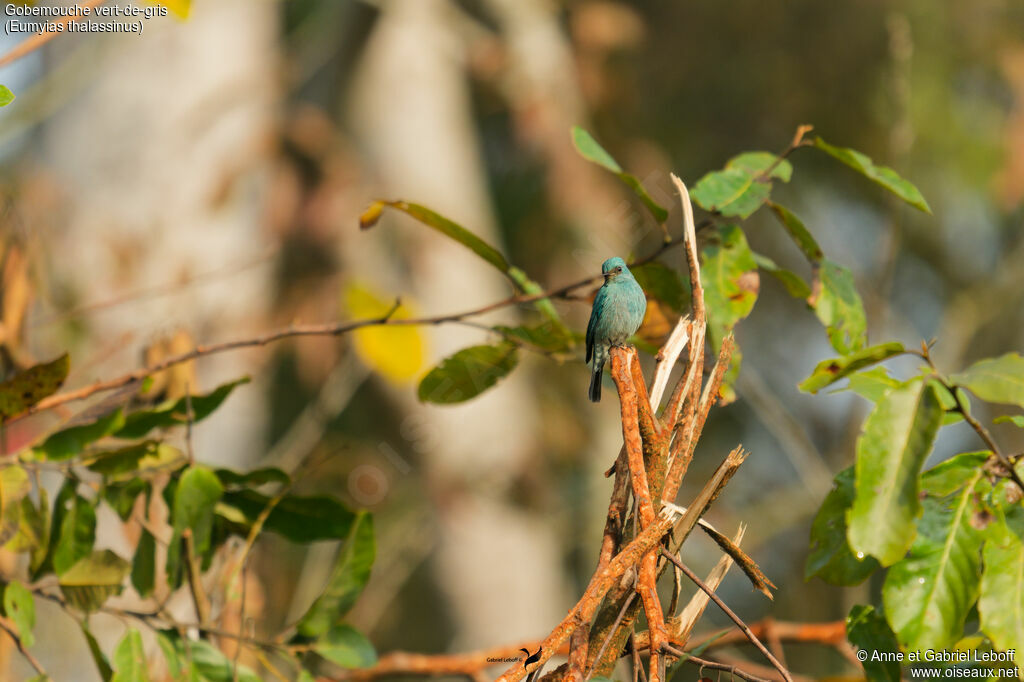 Gobemouche vert-de-gris
