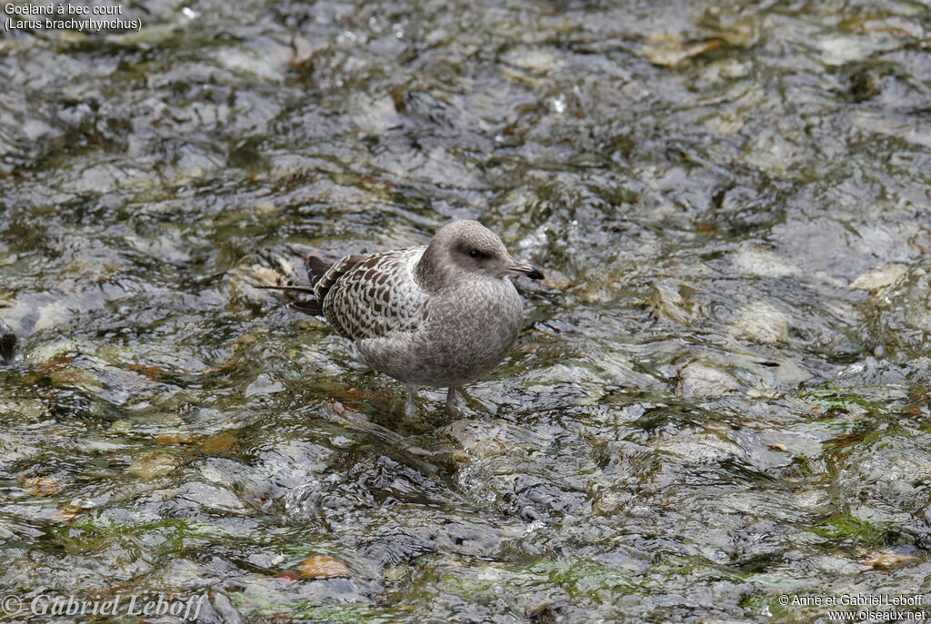 Short-billed Gulljuvenile