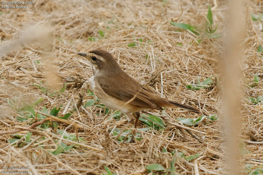 Bluethroat female