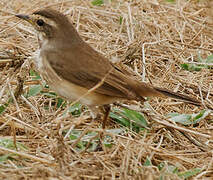 Bluethroat