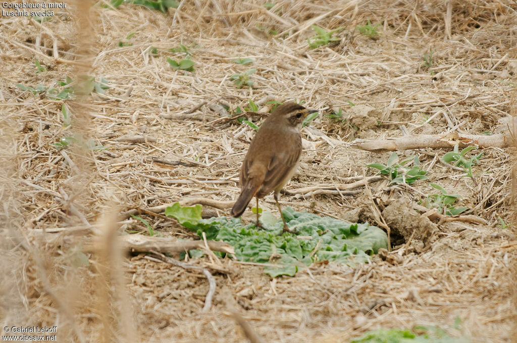 Bluethroat female