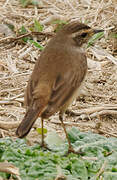 Bluethroat