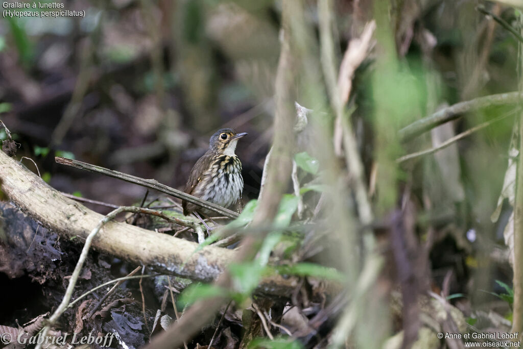 Streak-chested Antpittaadult