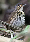 Streak-chested Antpitta