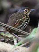 Streak-chested Antpitta