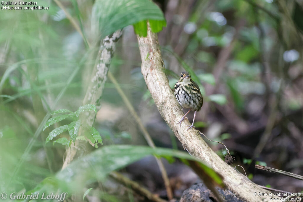 Streak-chested Antpitta