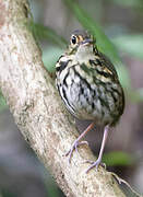 Streak-chested Antpitta