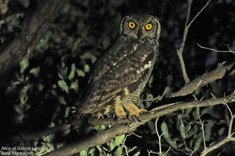 Spotted Eagle-Owlimmature, identification