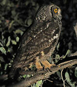 Spotted Eagle-Owl