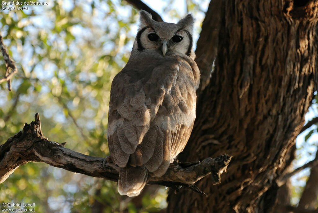 Verreaux's Eagle-Owl