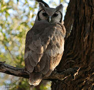 Verreaux's Eagle-Owl