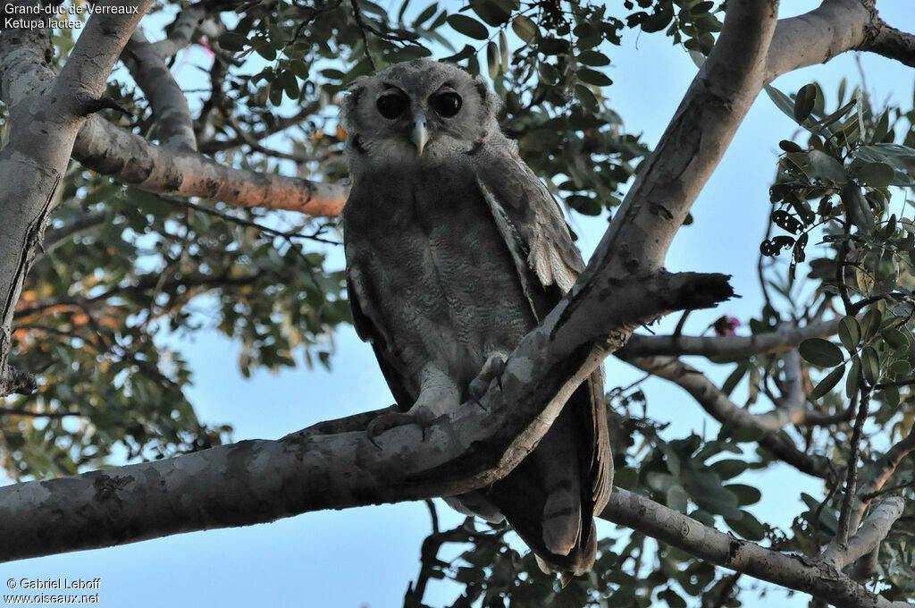 Verreaux's Eagle-Owl