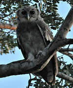 Verreaux's Eagle-Owl