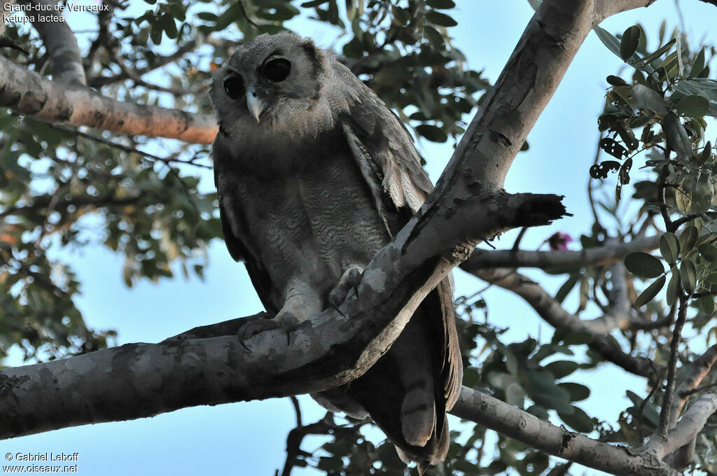 Verreaux's Eagle-Owl