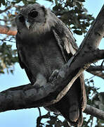 Verreaux's Eagle-Owl