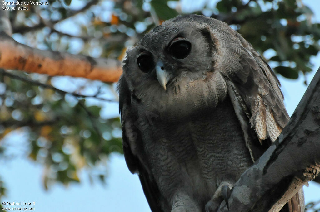 Verreaux's Eagle-Owl