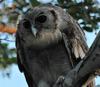 Verreaux's Eagle-Owl