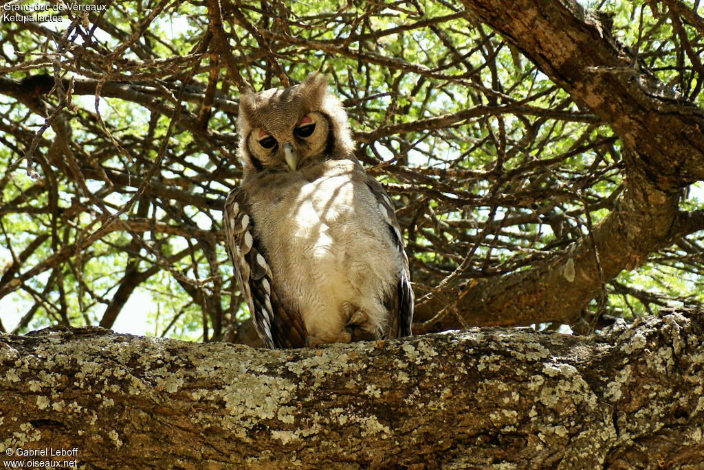 Verreaux's Eagle-Owl