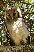 Verreaux's Eagle-Owl