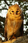 Verreaux's Eagle-Owl