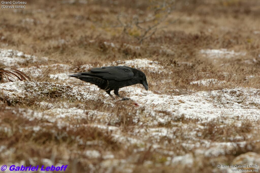 Northern Raven