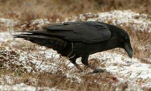 Northern Raven