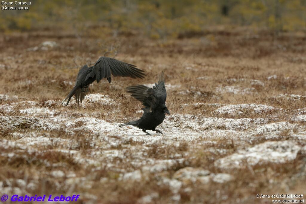 Northern Raven