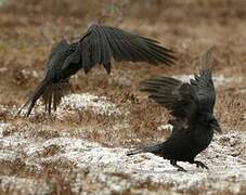 Northern Raven