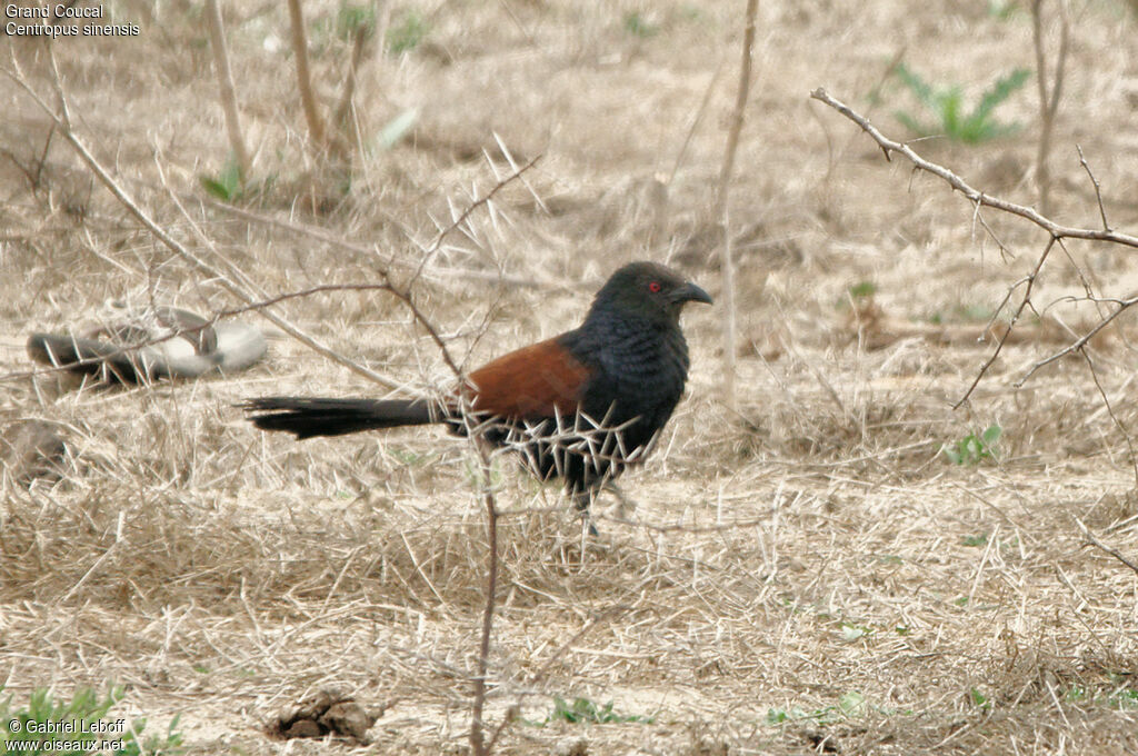 Greater Coucal