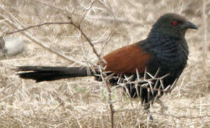 Greater Coucal