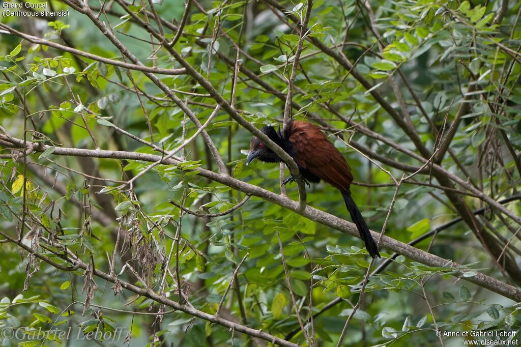 Greater Coucal