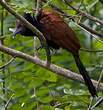 Grand Coucal