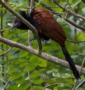 Greater Coucal