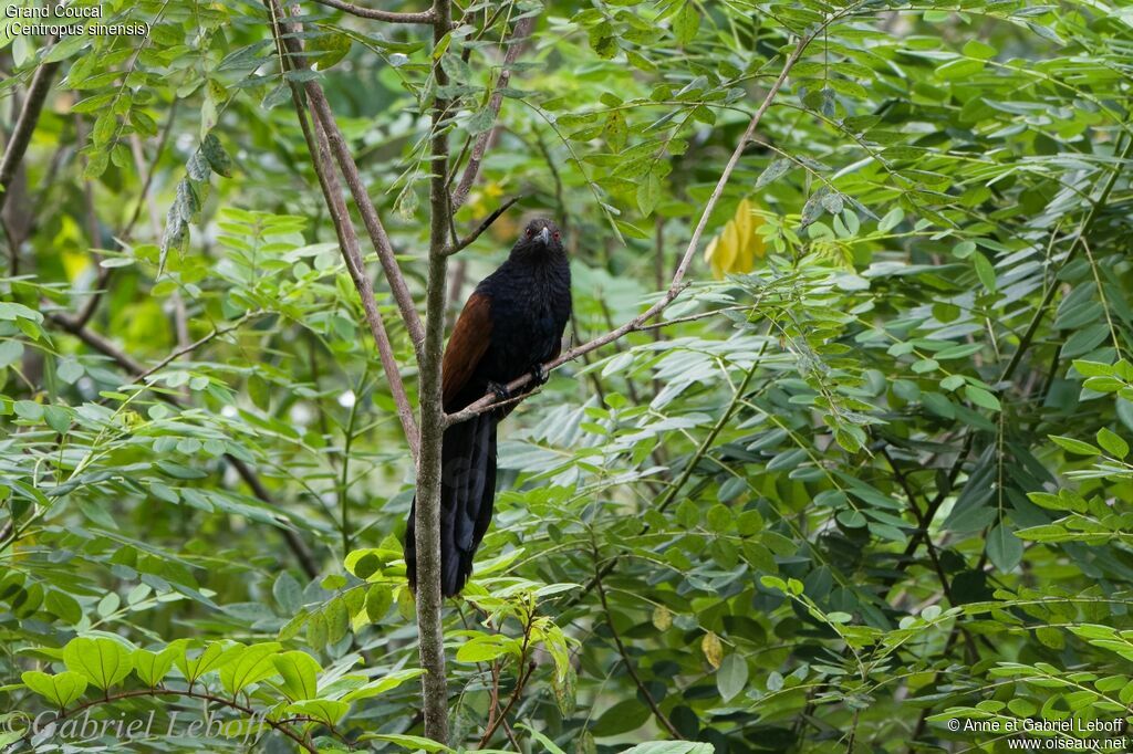 Greater Coucal