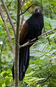 Greater Coucal