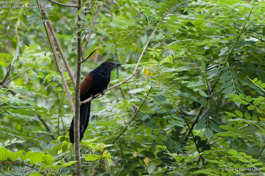 Grand Coucal