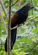 Greater Coucal