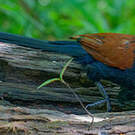 Grand Coucal