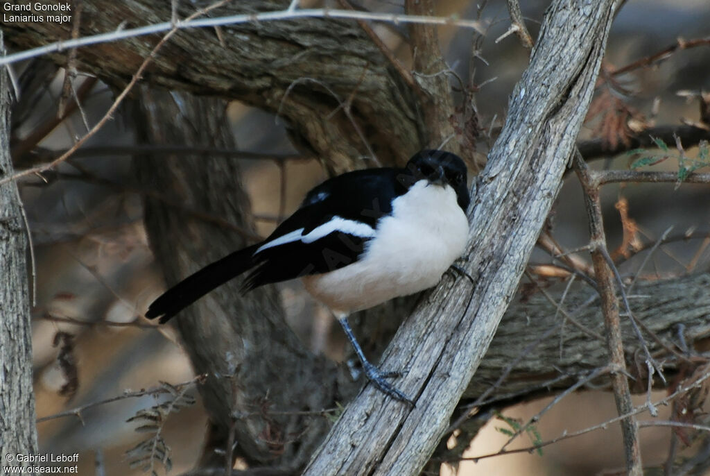 Tropical Boubou