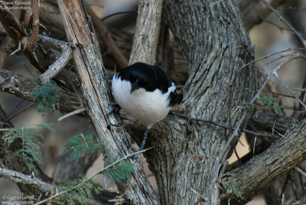 Tropical Boubou