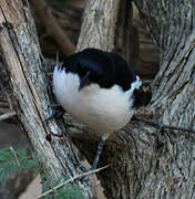 Tropical Boubou