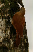 Great Rufous Woodcreeper