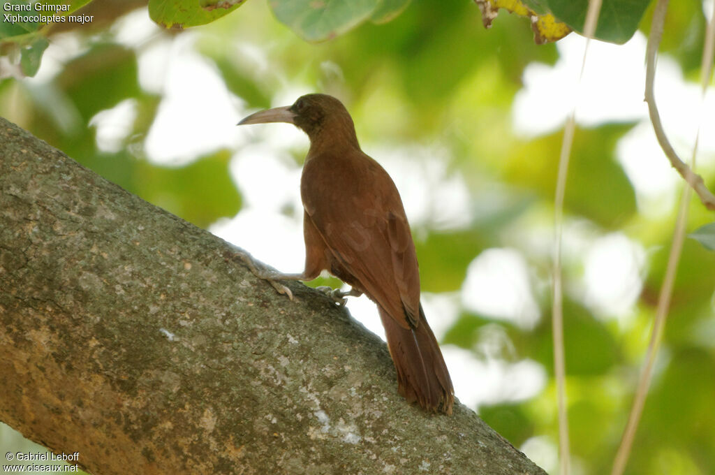 Great Rufous Woodcreeper