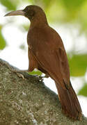 Great Rufous Woodcreeper