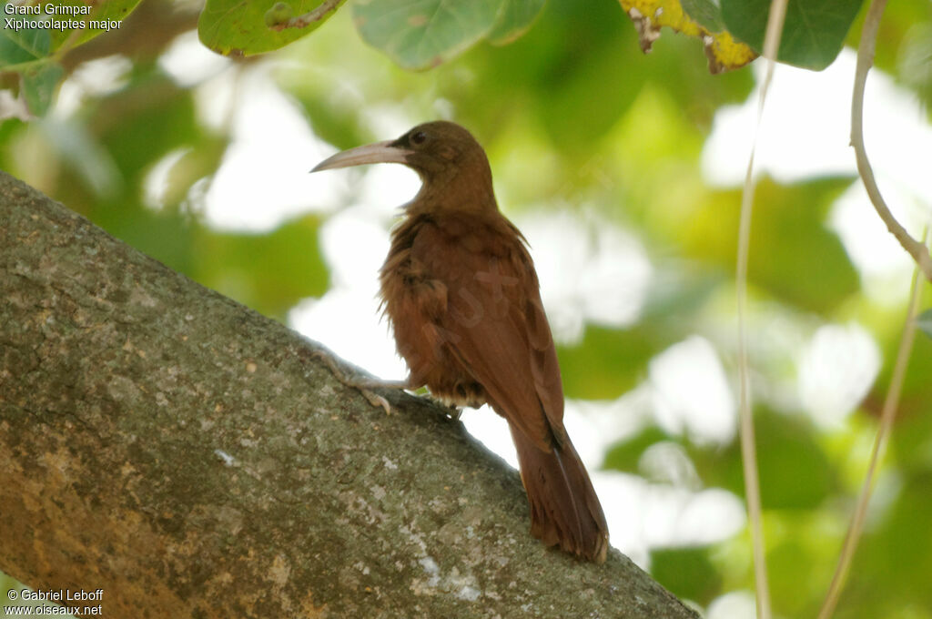 Great Rufous Woodcreeper