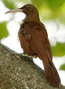 Great Rufous Woodcreeper