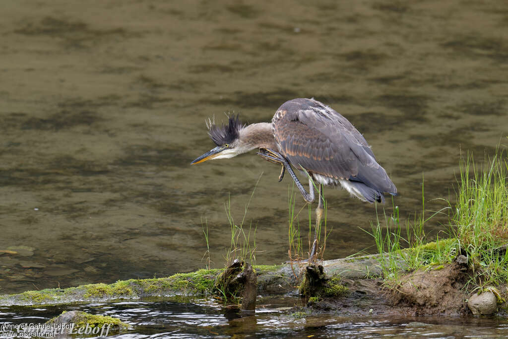 Great Blue Heronjuvenile, pigmentation, Behaviour