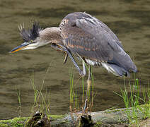 Great Blue Heron